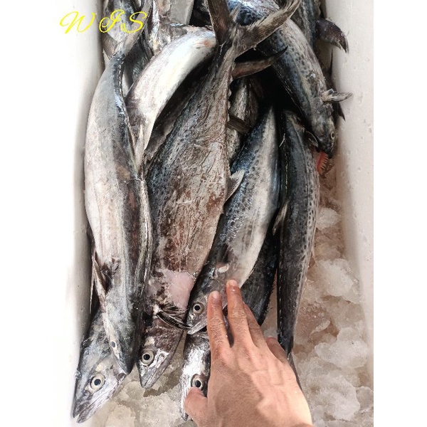 

ikan tenggiri cewek segar ikan harian super Joss