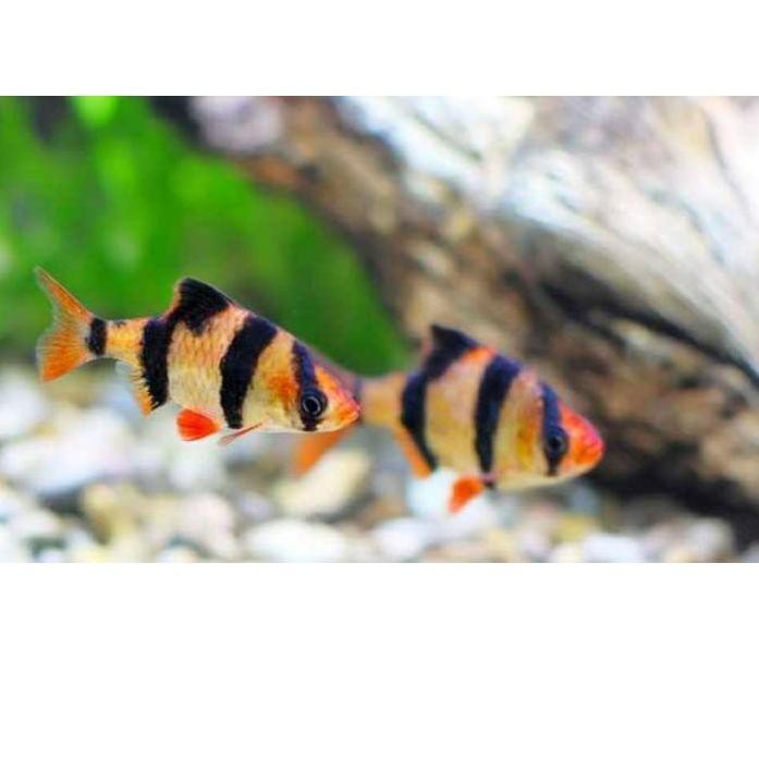 Terlaris ikan sumatra tiger barb