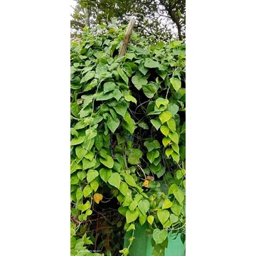 

Daun cincau Hijau Bulu Rp.10.000 @(100 gram)