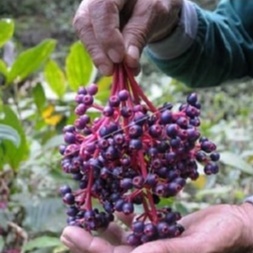 

BUAH PARIJOTO PROMIL ASLI MURIA 1 TANGKAI SEDANG BERAT 70 gr