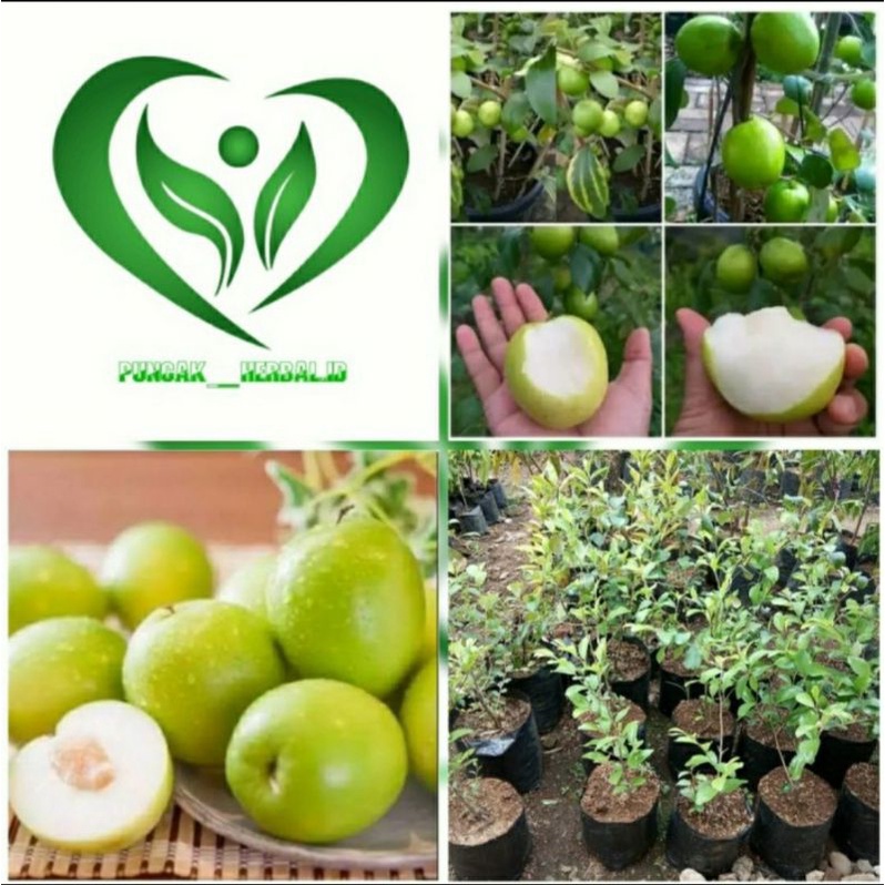 bibit tanaman apel futsa apel india pohon apel