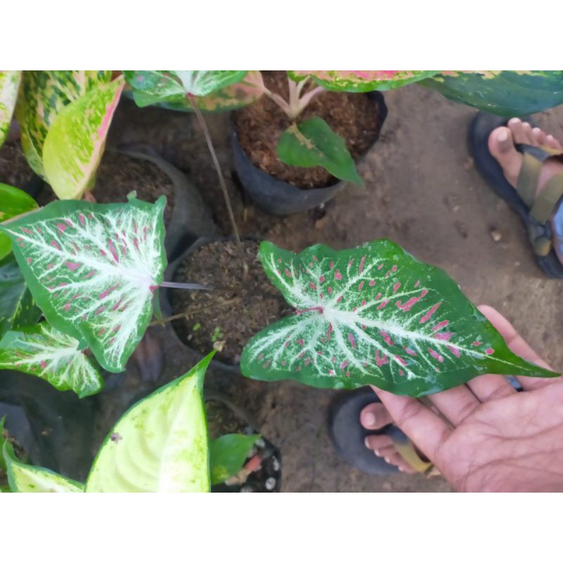 tanaman hias keladi ginger land