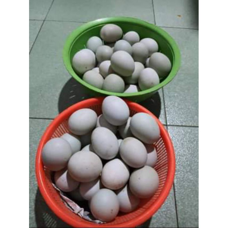 

Telur Ayam Kampung Asli
