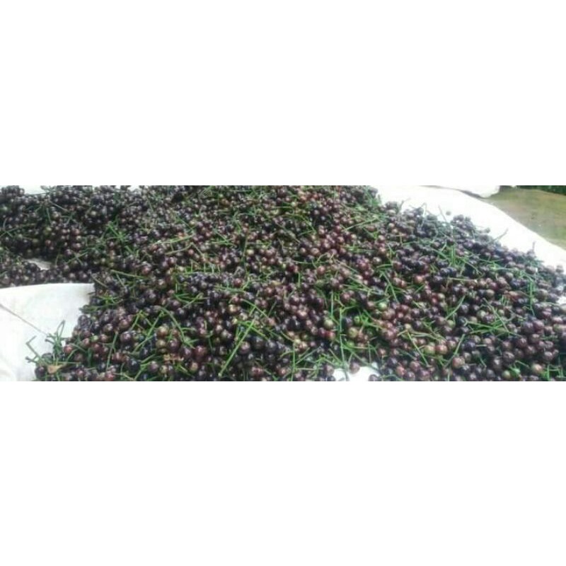 

Buah Kupa segar ( 1 Kg )