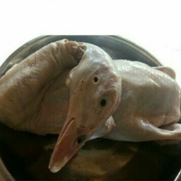 

Bebek Hibrida size 900gr