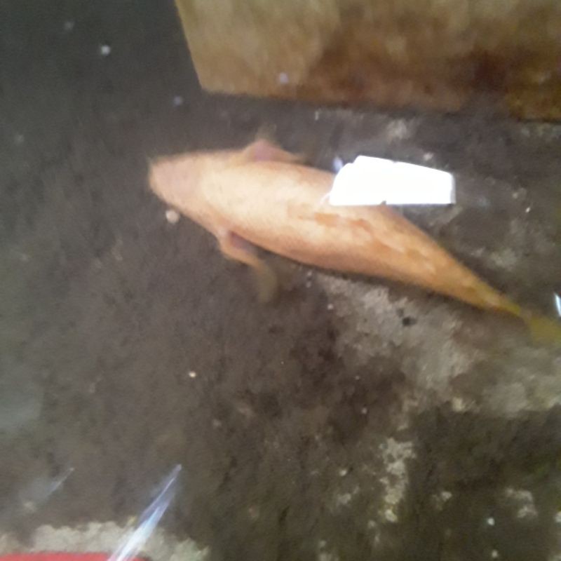 ikan palmas albino sb