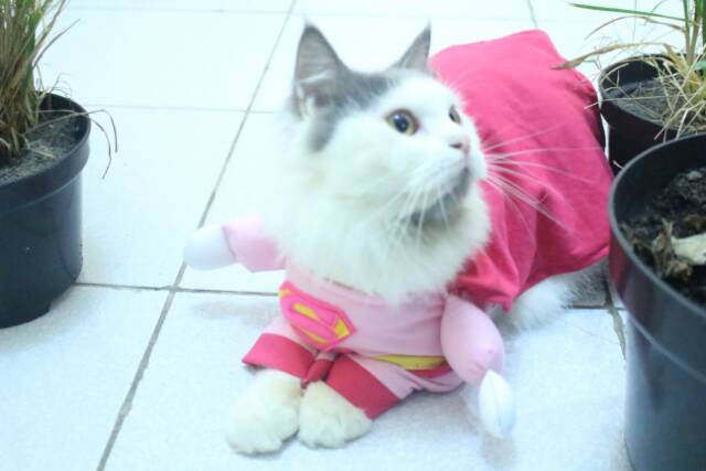 Kostum superman pink untuk kucing anjing / kostum kucing / baju kucing size S M L XL