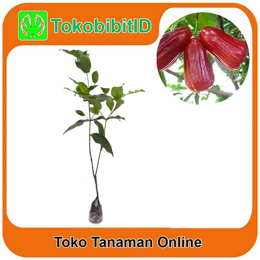 Tanaman Buah Jambu Air Kesuma Merah