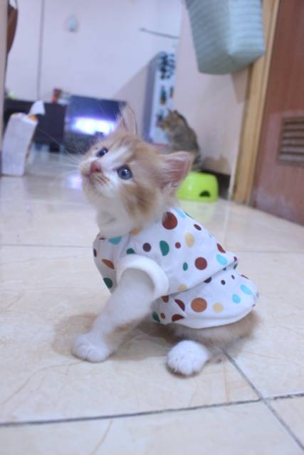 Baju katun motif polkadot lucu untuk kucing dan anjing / baju kucing murah size S M L XL