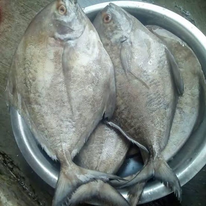 

ikan bawal laut segar berkualitas - 1 kilogram