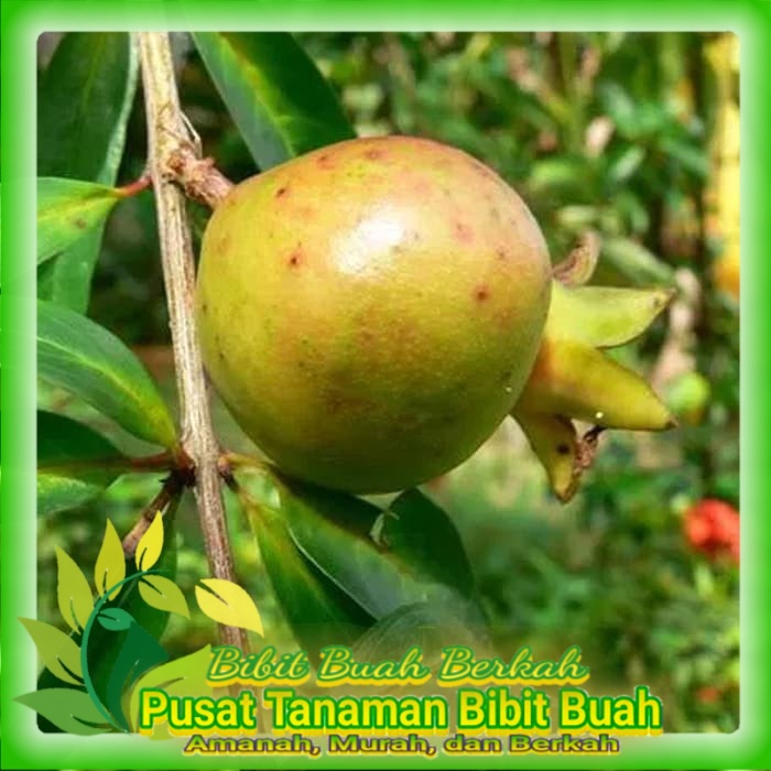 Bibit Delima Putih Berbunga Hasil Cangkok