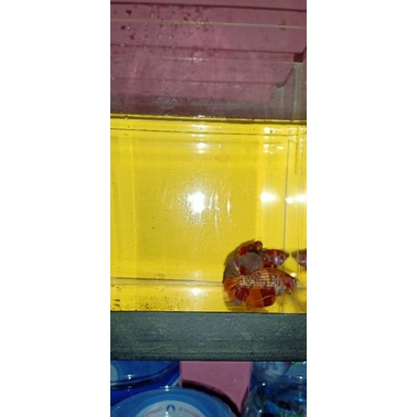 Ikan Cupang NEMO COOPER (IRON SERIES)
