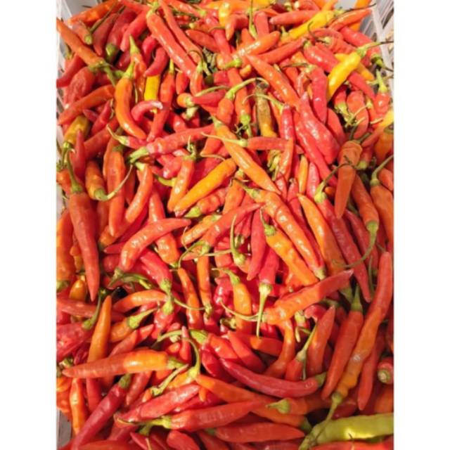 

Cabe rawit merah / cabe caplak 250 gram