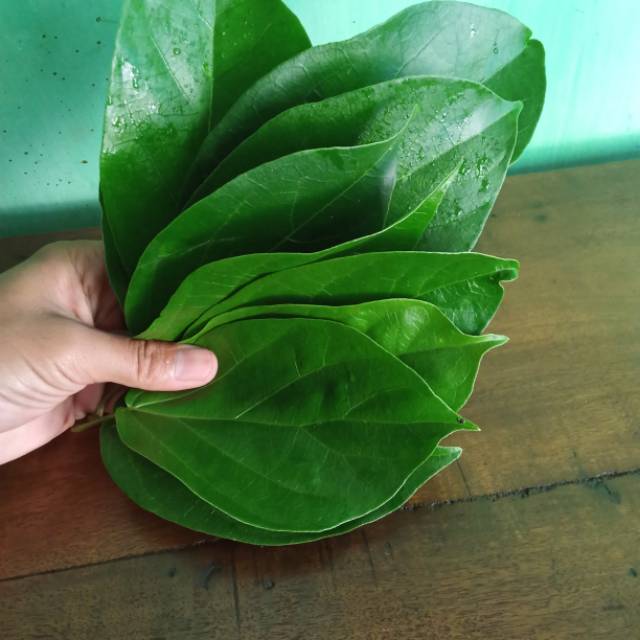

Daun cincau perdu 200 lembar