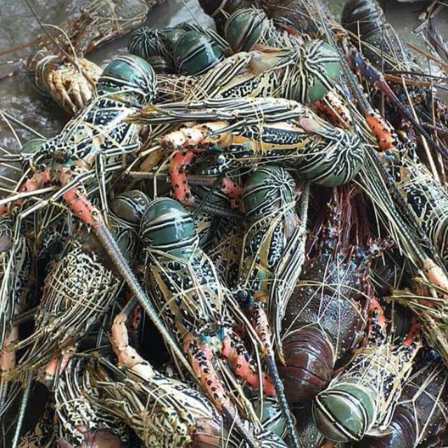 

Lobster fresh /frozen