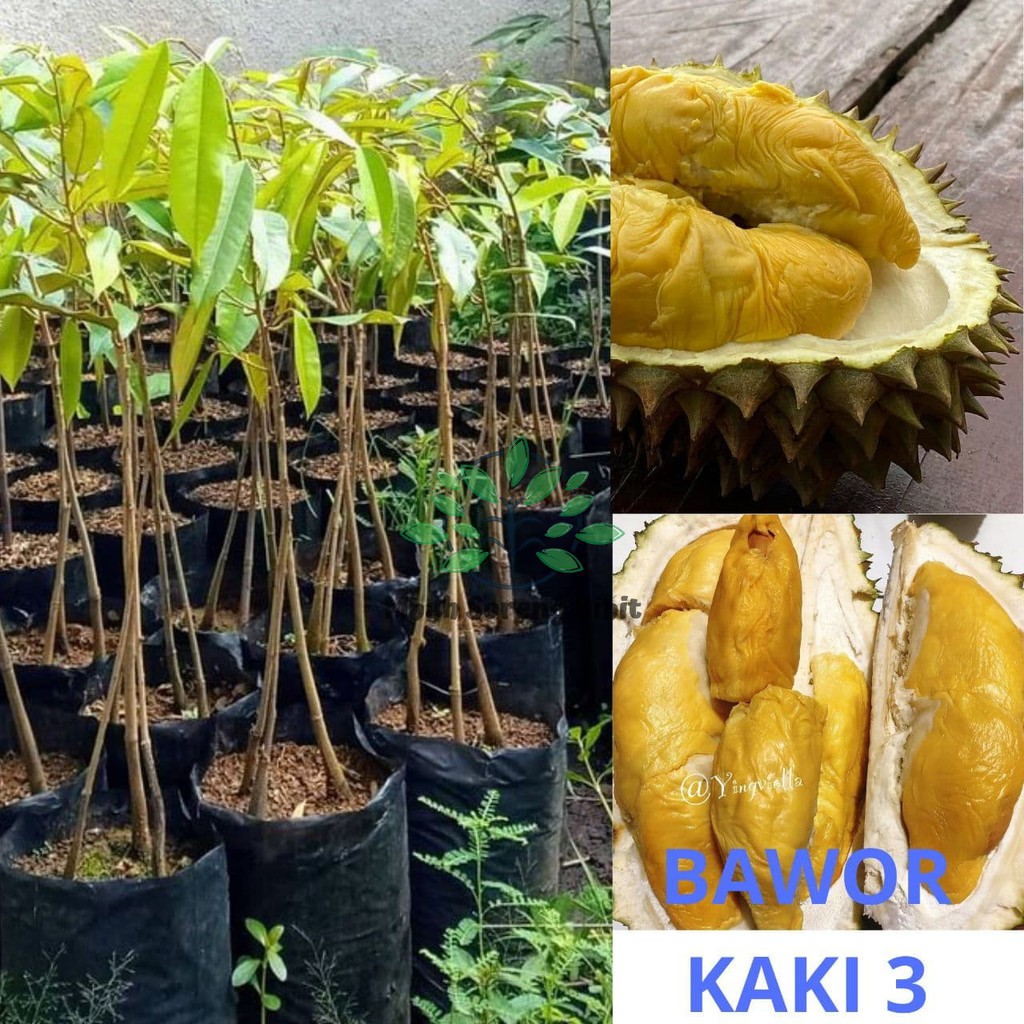 Bibit Durian bawor kaki 3 - Bibit Durian Bawor Okulasi