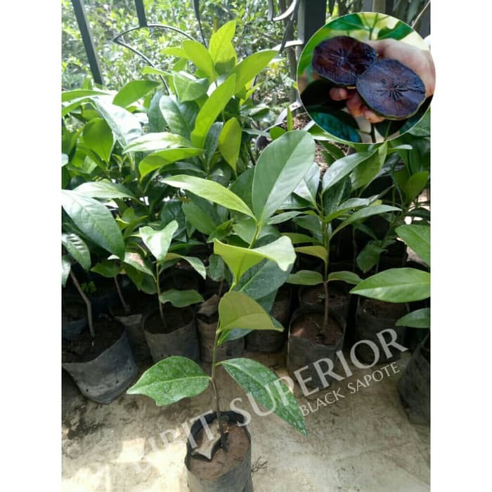 bibit buah black sapote