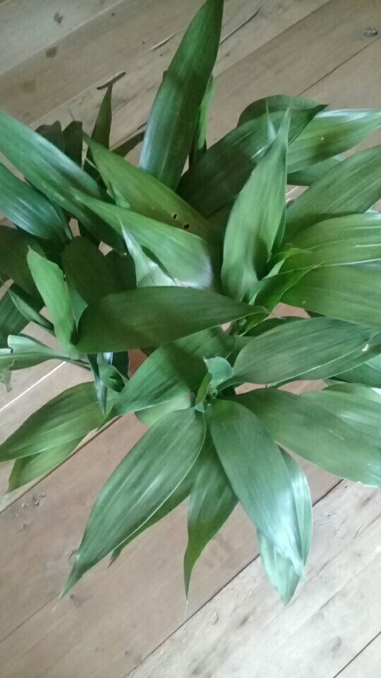 Pohon Bambu Hoki#sri Rejeki Per Item