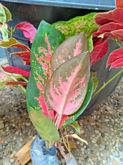 Aglonema Kochin Aglaonema Cochin