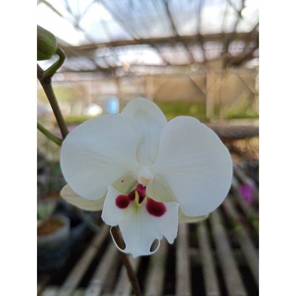 anggrek bulan grade B putih totol biglips phalaenopsis hybrid bunga besar kondisi knop mekar lidah d