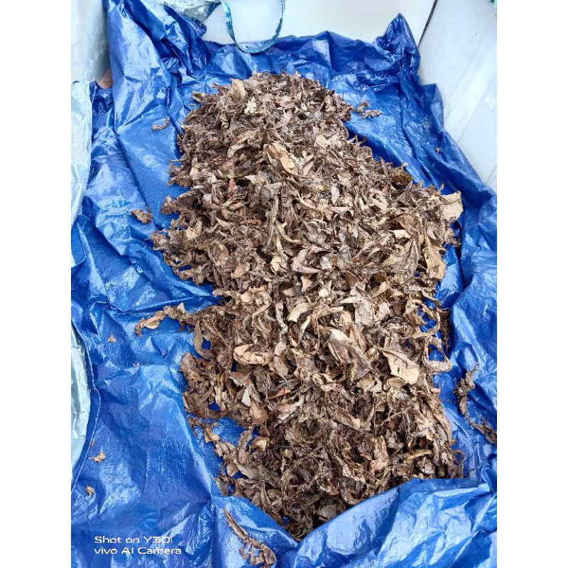 Daun ketapang 1/2kg Formentasi