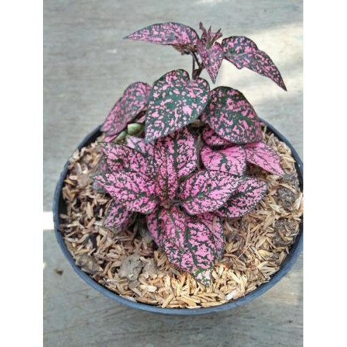 Tanaman hias Hipoestes polkadot pink