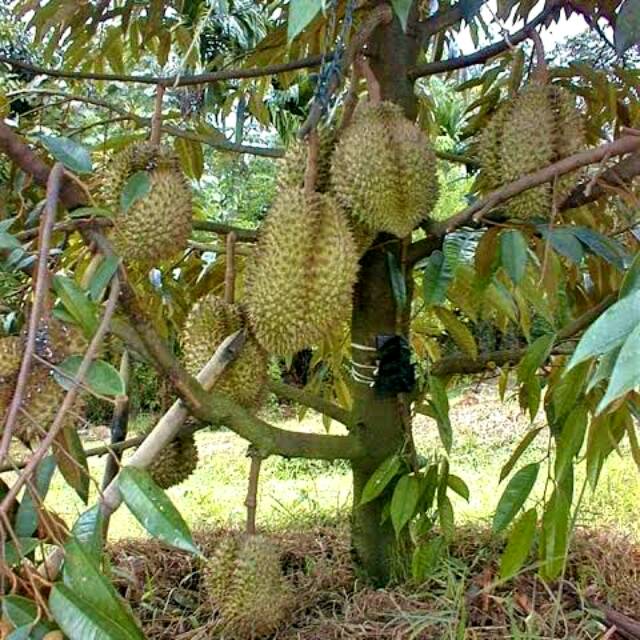 Bibit Durian Montong Jumbo Unggulan Super Batang Pendek Cepat Berbuah Pembibitan Buah Duren Monthong Shopee Indonesia