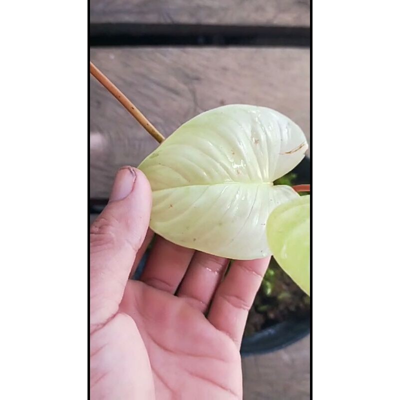 homalomena rubences golden Albo