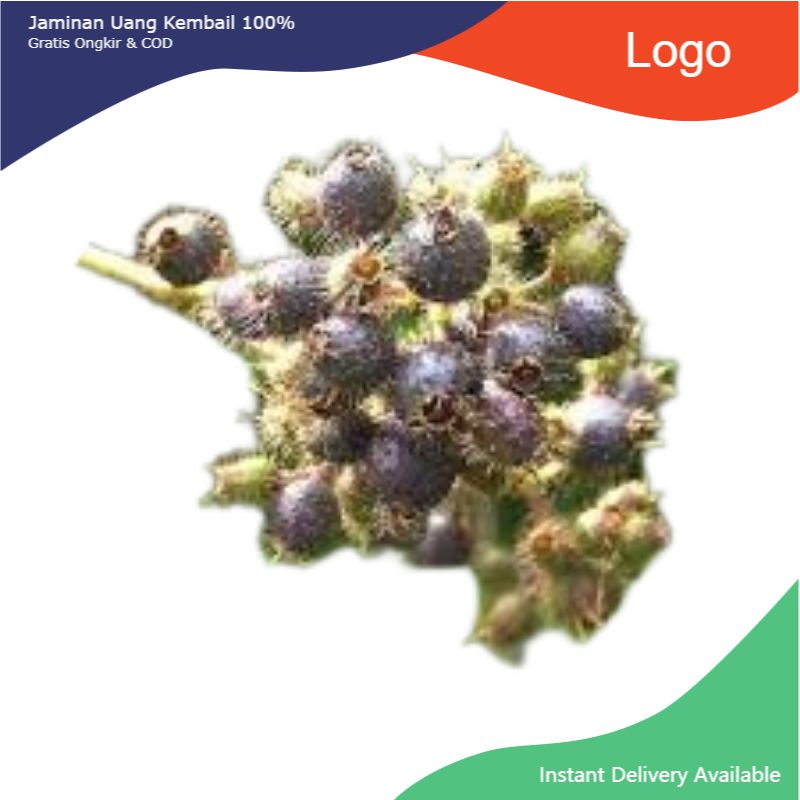 

Promo 100gr Buah Senggani Bulu fresh
