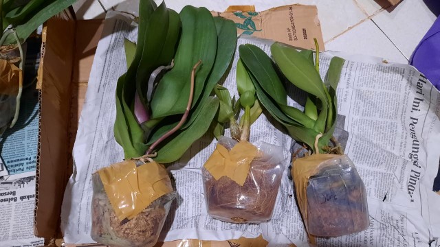 Anggrek Dendrosalaya Pink Dewasa Mini