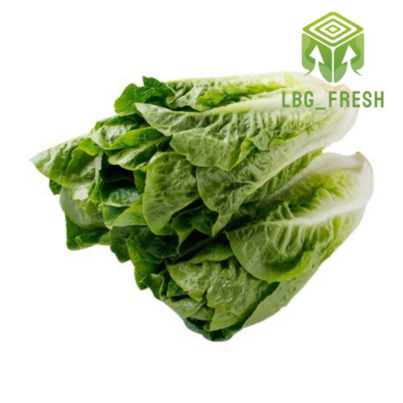 

Romaine Lettuce 500 gr