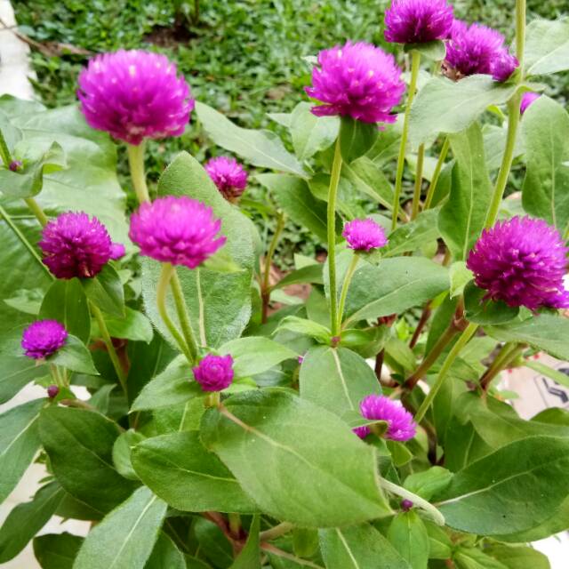 Tanaman hias pentul kancing / kancing lurah - tanaman hias - bibit tanaman hias - pentul kancing