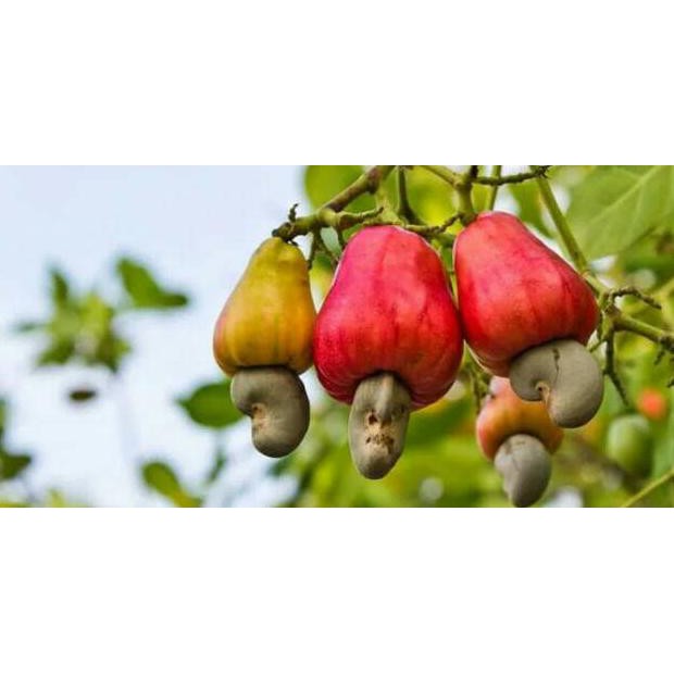 Promo 1 Kg Benih / Bibit / Biji Jambu Monyet / Jambu Mete / Jambu Mente Y4I