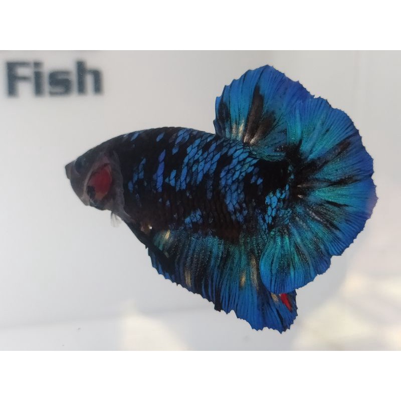 CUPANG AVATAR GORDON/BLACK SERIES-REAL PICT (Ikan sesuai foto)