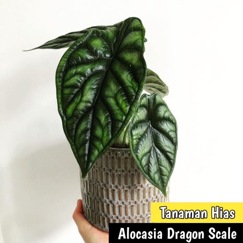 alocasia Dragon Scale - Tanaman hias Alocasia Dragon Scale