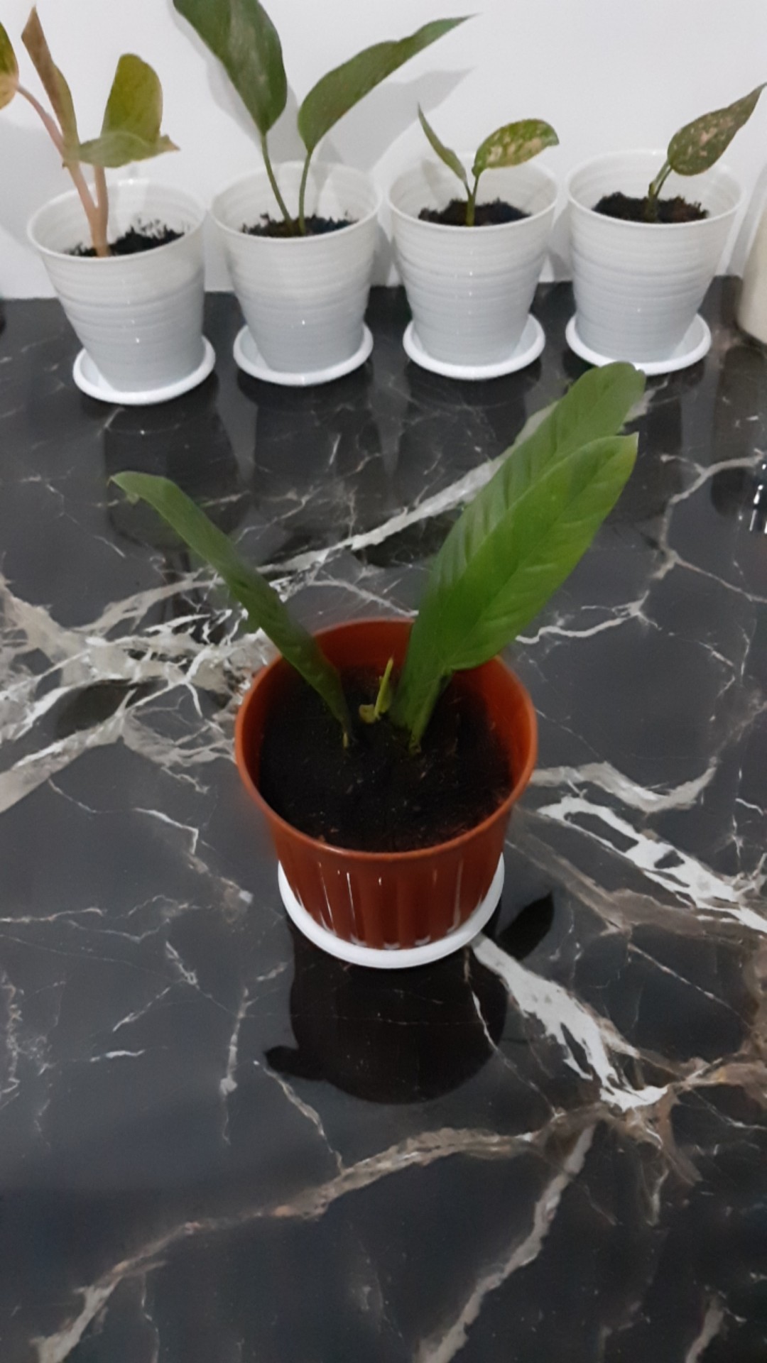 Tanaman Hias Bibit Anturium Linet