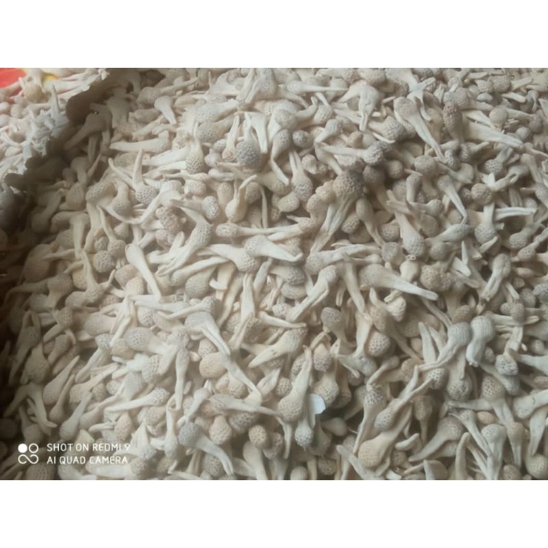 

EMPOT PUTIH PREMIUM ORIGINAL PUTIH BERSIH UKURAN JUMBO HIGIENIS