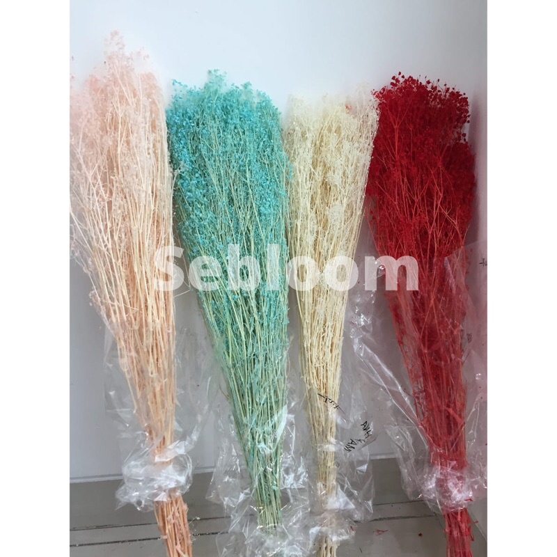 [1 BUNCH] Dream Stars / million stars preserved flower / dried flower (bunga awetan)