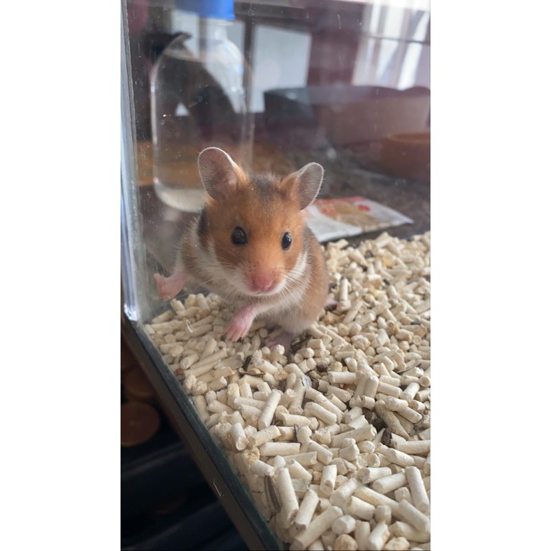 HAMSTER SIRIAN / SYRIAN / BERKUALITAS / BAGUS / JUAL HAMSTER SURABAYA / PELIHARAAN LUCU