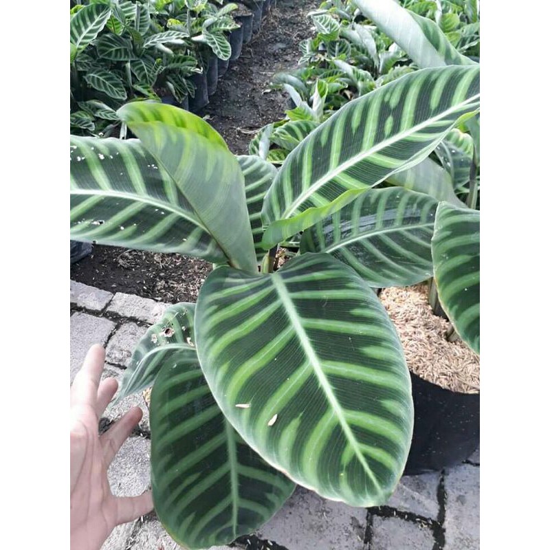 tanaman hias calathea Zebrina