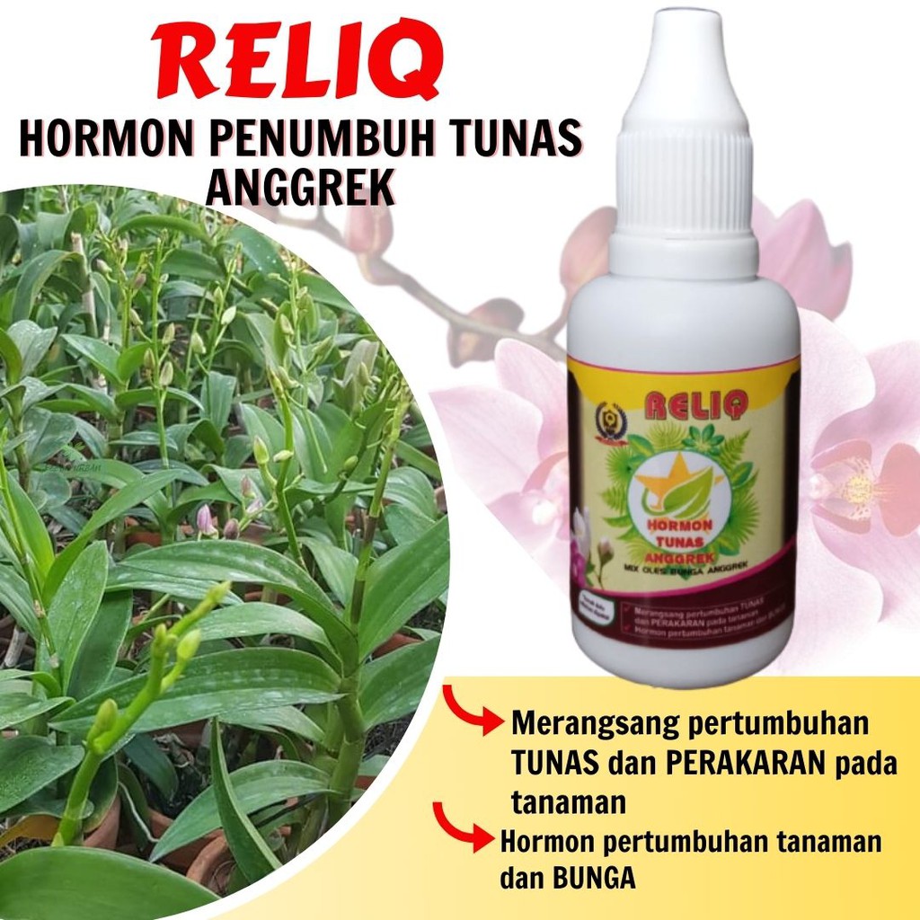 Pupuk Hormon Oles Tunas Anggrek Terbaik
