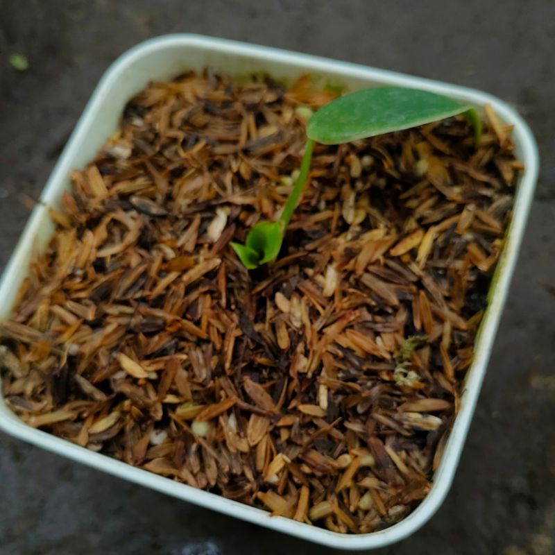 Tanaman Hias Philodendron Pigskin | Philo Rugosum | Dedaunan