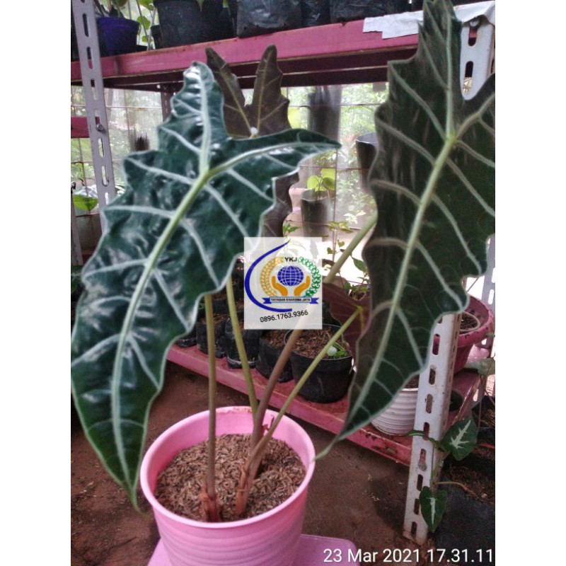 Keladi Amazon, keladi tengkorak, caladium amazon tengkorak