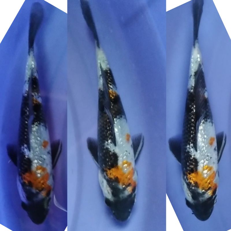 ikan koi blitar showa ginrin