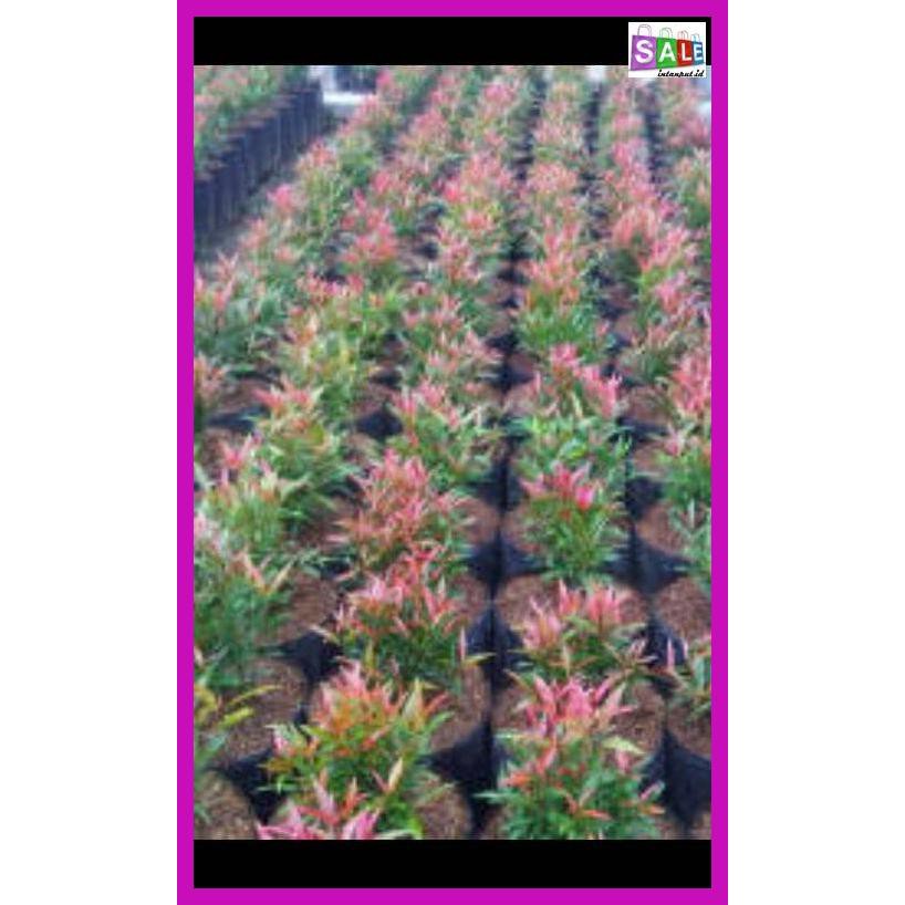 

HINEBIBIT- POHON PUCUK | MERAH -ASLIII.