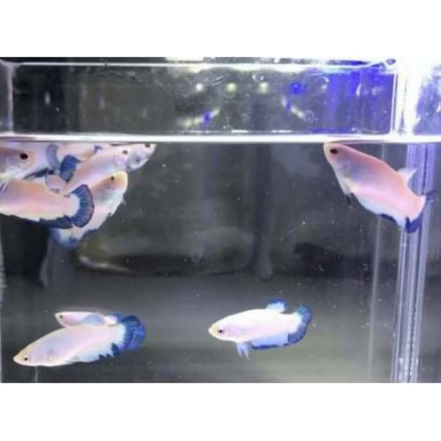 Betta BLue Rim Gen Amsyiong Liebetta