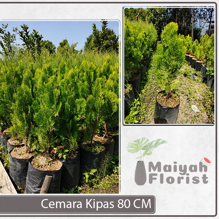 Cemara Kipas 80 cm - Cemara Kipas Sudah Besar &amp; Tinggi - Tanaman Hias