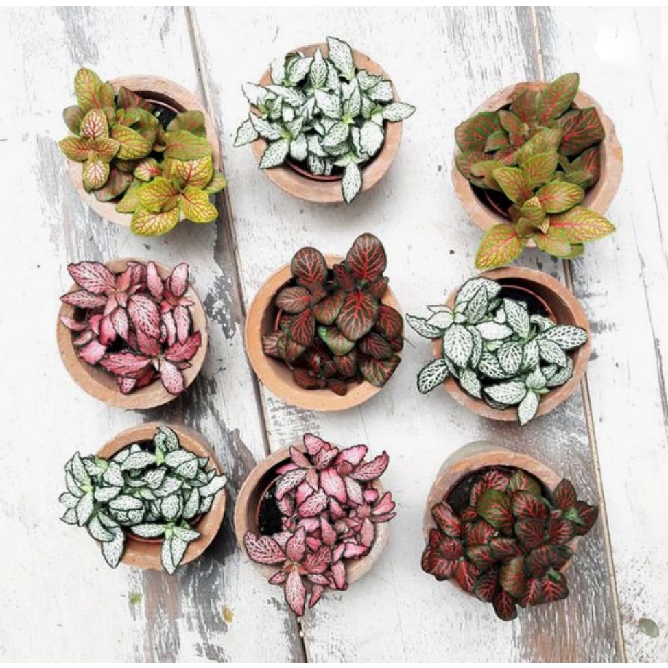 Tanaman Hias Fitonia Import Mix import