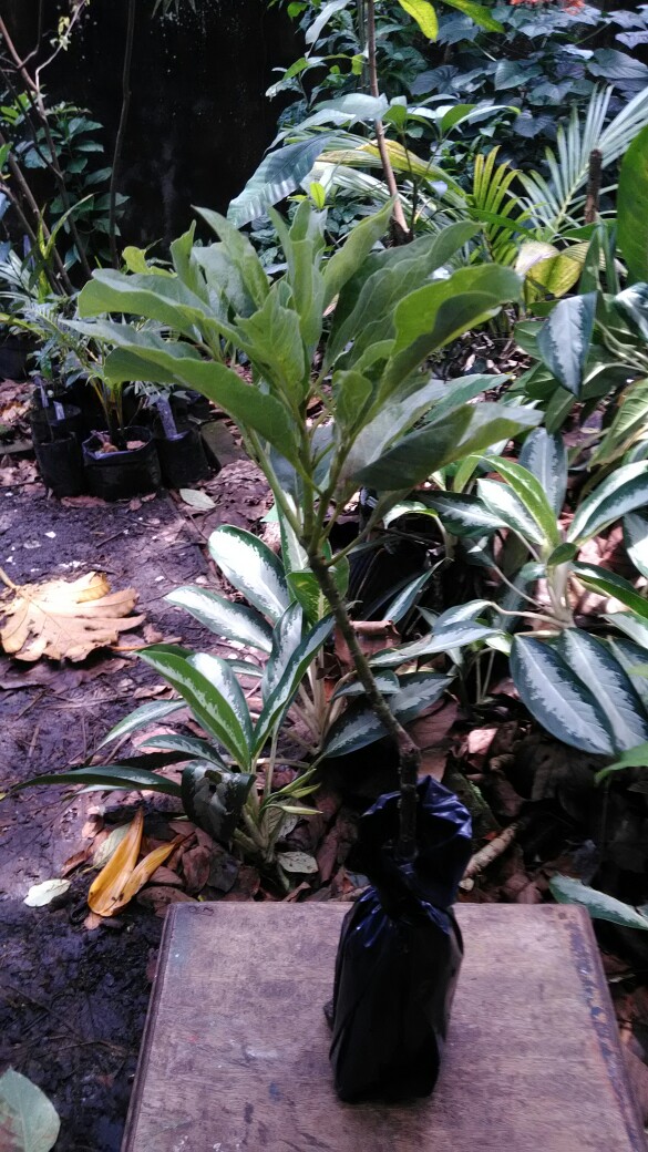 Bibit Alpukat Varigata