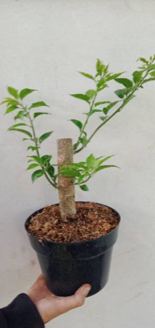 Tanaman Bahan Bonsai Bugenvil(